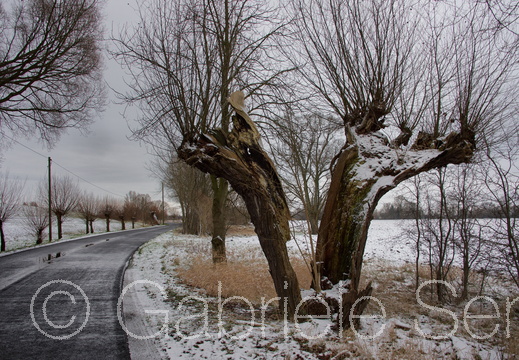 04.02.2015 Landstraße nach Kienitz