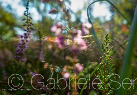 20240829-11-15-27-Bearbeitet